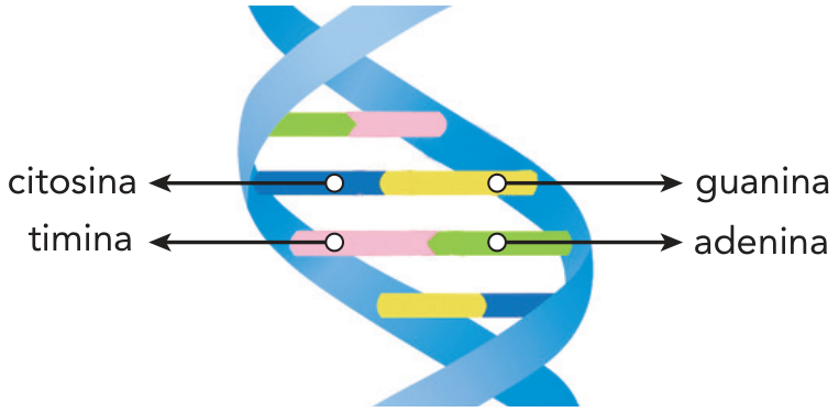 Representação esquemática da dupla hélice de DNA, com duas cadeias azuis e pares de bases coloridos. Setas identificam citosina e guanina em um par, e timina e adenina em outro.