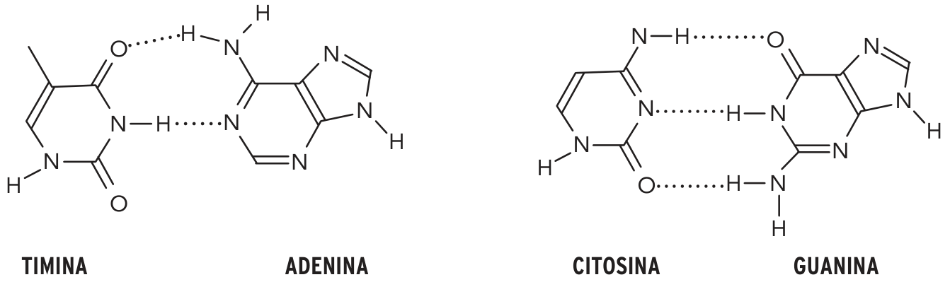 Fórmulas estruturais dos pares de bases nitrogenadas, com os rótulos TIMINA, ADENINA, CITOSINA e GUANINA. À esquerda, timina e adenina apresentam duas ligações de hidrogênio pontilhadas: uma entre o oxigênio da timina e um hidrogênio ligado ao nitrogênio da adenina, e outra entre um hidrogênio ligado ao nitrogênio da timina e um nitrogênio da adenina. À direita, citosina e guanina apresentam três ligações de hidrogênio pontilhadas: uma entre um hidrogênio ligado ao nitrogênio da citosina e o oxigênio da guanina, outra entre um nitrogênio da citosina e um hidrogênio ligado ao nitrogênio da guanina, e a terceira entre o oxigênio da citosina e um hidrogênio ligado ao nitrogênio da guanina. As estruturas mostram ligações simples e duplas e os símbolos N, O e H.