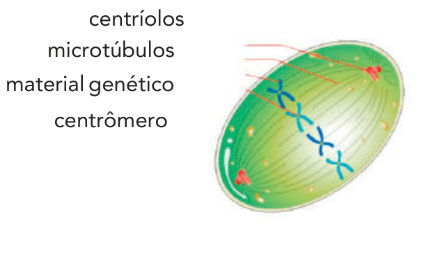 Ilustração esquemática de uma célula em metáfase com apontamentos para centríolos nos polos, microtúbulos do fuso, material genético (cromossomos) alinhado na região equatorial e centrômero.