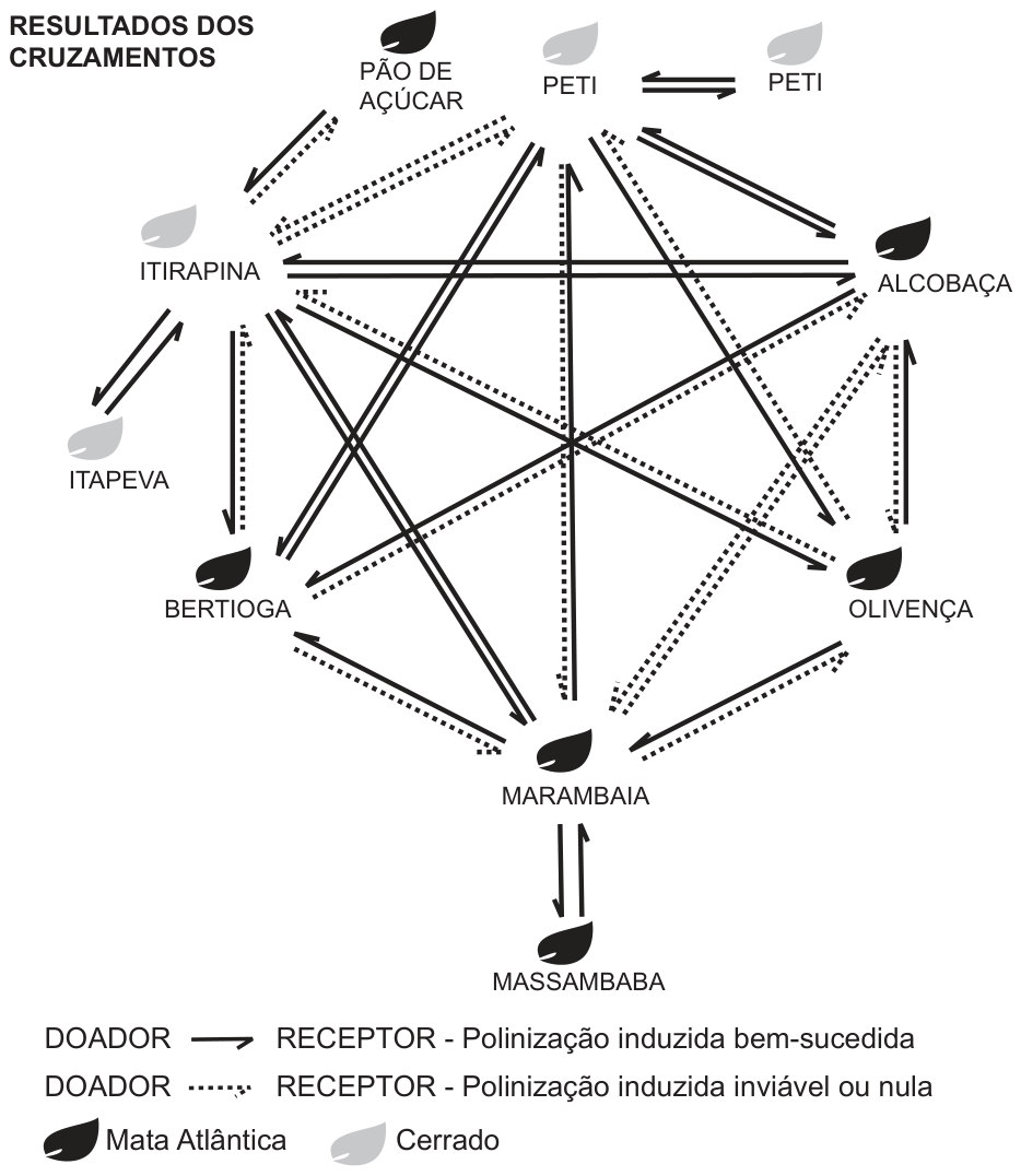 Diagrama dos resultados dos cruzamentos entre nove populações de orquídeas: Pão de Açúcar, Peti, Itirapina e Itapeva, do Cerrado; e Alcobaça, Bertioga, Olivença, Marambaia e Massambaba, da Mata Atlântica. Setas contínuas indicam polinização induzida bem-sucedida do doador para o receptor; setas pontilhadas indicam polinização induzida inviável ou nula.