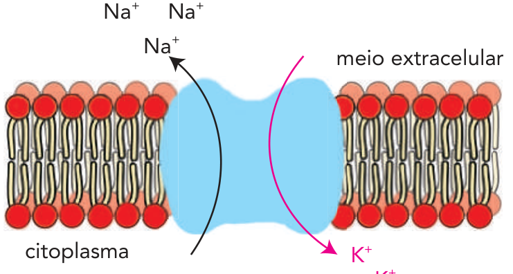 F2 Esquema da bomba de sódio-potássio em uma bicamada lipídica, com uma proteína azul atravessando a membrana. O meio extracelular está acima e o citoplasma abaixo. Uma seta preta aponta do citoplasma para o meio extracelular, onde aparecem três íons Na⁺. Uma seta rosa aponta do meio extracelular para o citoplasma, onde aparecem dois íons K⁺. Os rótulos são “meio extracelular” e “citoplasma”.
