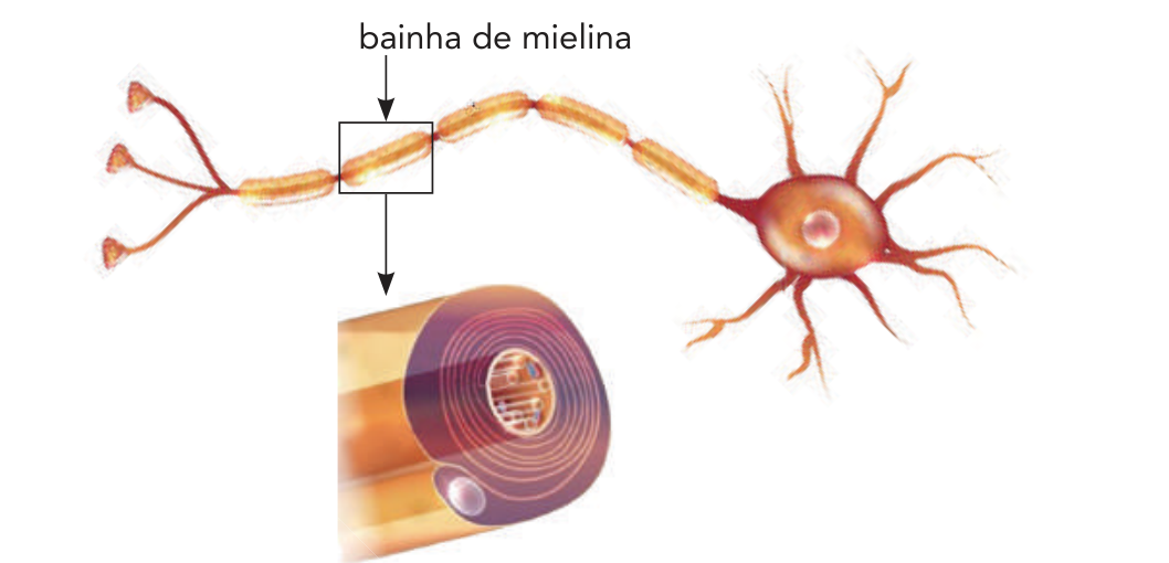 Ilustração esquemática de um neurônio, destacando o axônio revestido pela bainha de mielina. Um recorte ampliado mostra em corte transversal a estrutura em camadas concêntricas da bainha de mielina envolvendo o axônio.
