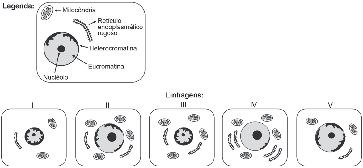 F1 Esquema com a legenda dos componentes celulares (mitocôndria, retículo endoplasmático rugoso, heterocromatina, eucromatina e nucléolo) e representação de cinco linhagens celulares numeradas de I a V com diferentes proporções dessas estruturas.