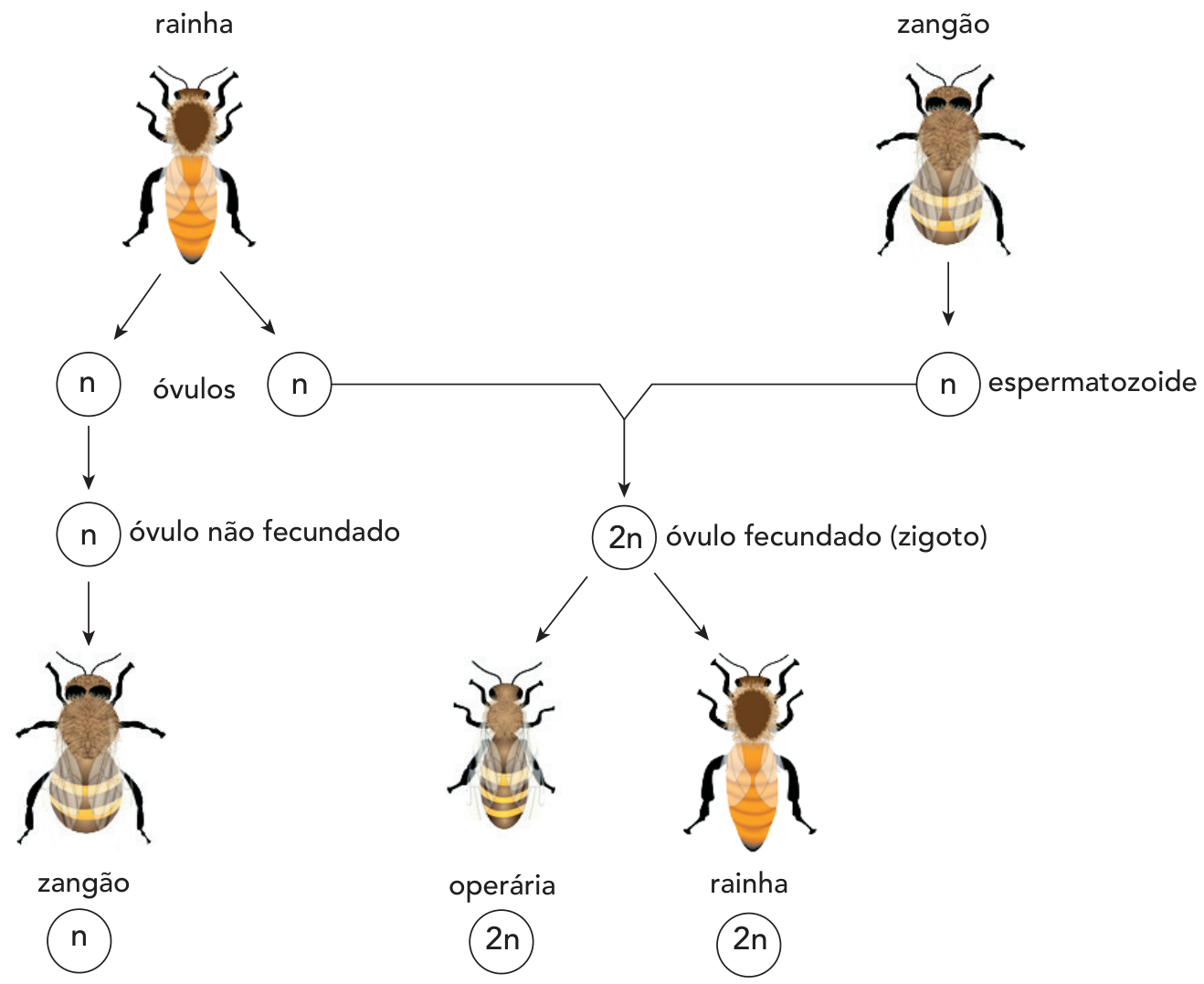 F1 Esquema do ciclo reprodutivo de abelhas: a rainha gera óvulos (n), dos quais um óvulo não fecundado (n) origina um zangão (n). A fecundação de um óvulo (n) por um espermatozoide (n) produzido pelo zangão forma um zigoto (2n), que pode se desenvolver em uma operária (2n) ou em uma rainha (2n).
