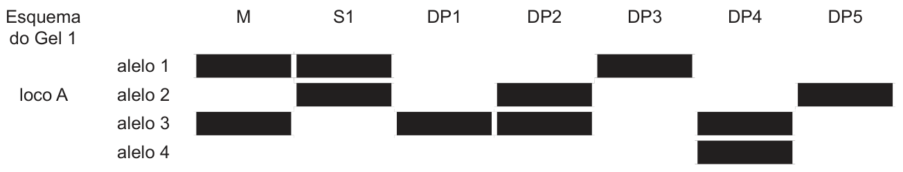 Esquema do Gel 1, loco A. Colunas M, S1, DP1, DP2, DP3, DP4 e DP5; linhas alelo 1, alelo 2, alelo 3 e alelo 4. M apresenta alelos 1 e 3; S1, 1 e 2; DP1, 3; DP2, 2 e 3; DP3, 1; DP4, 3 e 4; DP5, 2.