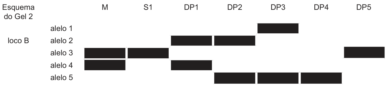 Esquema do Gel 2, loco B. Colunas M, S1, DP1, DP2, DP3, DP4 e DP5; linhas alelo 1, alelo 2, alelo 3, alelo 4 e alelo 5. M apresenta alelos 3 e 4; S1, 3; DP1, 2 e 4; DP2, 2 e 5; DP3, 1 e 5; DP4, 5; DP5, 3.