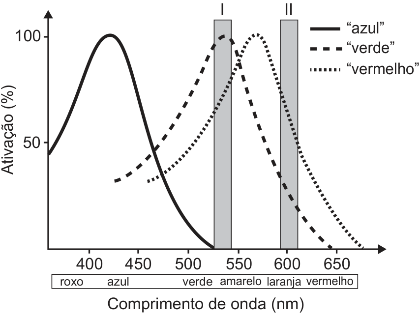 Gráfico de curvas de ativação percentual (de 0 a 100%) em função do comprimento de onda em nanômetros (de 400 a 650 nm) para os pigmentos visuais "azul" (linha contínua), "verde" (linha tracejada) e "vermelho" (linha pontilhada). Abaixo do eixo horizontal, uma barra indica as faixas de cores: roxo, azul, verde, amarelo, laranja e vermelho. Duas faixas verticais sombreadas estão indicadas: retângulo I (em torno de 530 nm) e retângulo II (em torno de 600 nm).