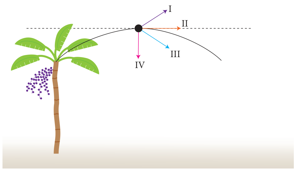 Esquema ilustrando uma palmeira e a trajetória parabólica de um fruto lançado para a direita. No ponto mais alto da trajetória (altura máxima), destacado com um ponto preto sobre uma linha horizontal tracejada, estão indicadas quatro setas: a seta I aponta obliquamente para cima e para a direita; a seta II aponta horizontalmente para a direita; a seta III aponta obliquamente para baixo e para a direita; e a seta IV aponta verticalmente para baixo.