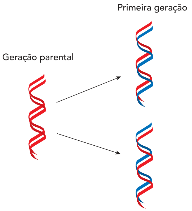 Esquema da duplicação do DNA: à esquerda, sob "Geração parental", uma molécula de DNA com dois filamentos vermelhos; duas setas apontam para a direita, sob "Primeira geração", mostrando duas moléculas de DNA resultantes, cada uma formada por um filamento vermelho e um filamento azul.