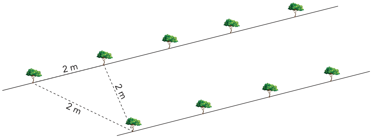 Duas retas paralelas no plano com árvores espaçadas; duas árvores consecutivas na reta superior e uma árvore na reta inferior formam um triângulo equilátero com lados medindo 2 m.