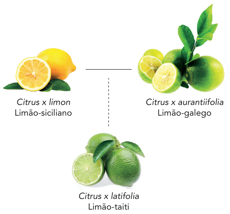 F1 Esquema representando o cruzamento entre Citrus x limon (Limão-siciliano) e Citrus x aurantiifolia (Limão-galego), originando o híbrido Citrus x latifolia (Limão-taiti).
