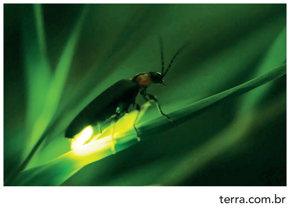 F1 Fotografia em plano aproximado de um vaga-lume pousado sobre uma folha, emitindo luz amarela brilhante pela parte posterior de seu corpo.