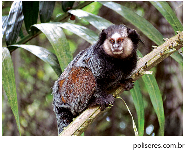 Fotografia de um sagui da espécie Callithrix kuhlii apoiado em um galho inclinado entre folhagens da mata. O pequeno primata tem pelagem predominantemente escura com manchas avermelhadas no dorso e a face cinzenta com tufos claros.