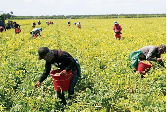F4 Trabalhadores rurais colhem vegetais manualmente com baldes em uma lavoura a céu aberto.