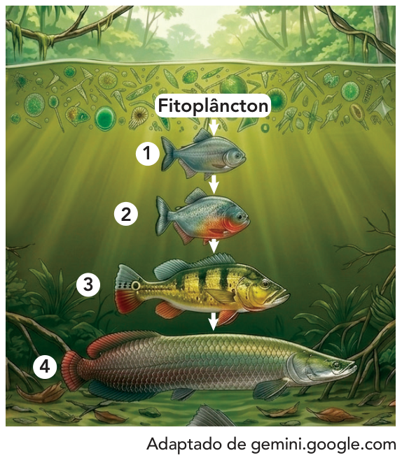 F1 Ilustração de uma cadeia alimentar aquática. No topo, próximo à superfície da água, há uma camada com fitoplâncton, de onde parte uma seta para baixo em direção ao peixe 1. Deste, uma seta aponta para o peixe 2, que aponta para o peixe 3 (tucunaré), e este aponta para o peixe 4 (pirarucu), no fundo do rio.