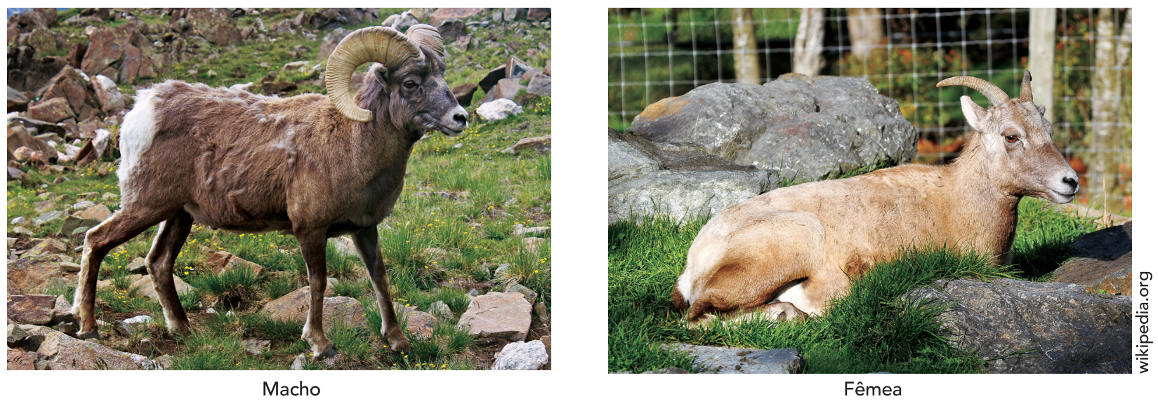 Fotografias de carneiros-das-rochosas: à esquerda, um macho em pé em terreno pedregoso, com chifres grandes e curvados em espiral; à direita, uma fêmea deitada sobre a vegetação rochosa, com chifres curtos e pontiagudos. Abaixo de cada foto, constam as legendas "Macho" e "Fêmea", respectivamente.
