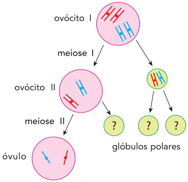 F1 Esquema da ovogênese: o ovócito I contém quatro cromossomos duplicados (dois vermelhos e dois azuis). Por meiose I, divide-se em ovócito II (com dois cromossomos duplicados) e no primeiro corpúsculo ou glóbulo polar. Por meiose II, o ovócito II origina o óvulo (com dois cromossomos simples) e um glóbulo polar, enquanto o primeiro glóbulo polar divide-se em outros dois, totalizando três glóbulos polares indicados com interrogações.