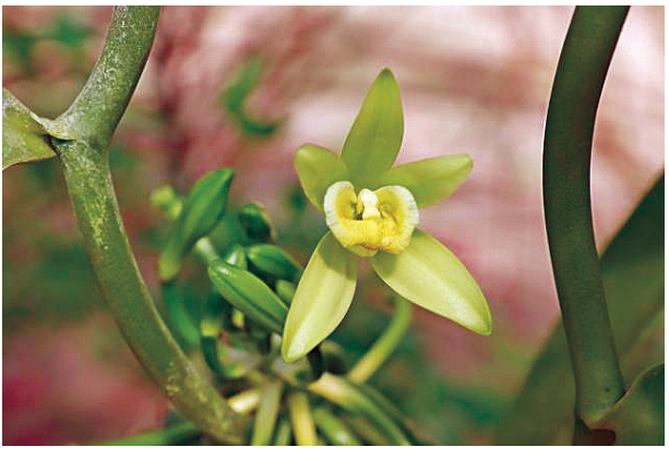 F2 Fotografia de flor de orquídea da espécie Vanilla planifolia presa a ramos verdes da planta
