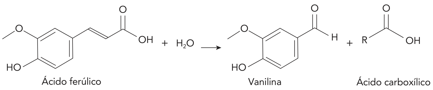 F1 Esquema da reação química em que a molécula de ácido ferúlico reage com H2O, formando vanilina e uma molécula genérica de ácido carboxílico (R-COOH). O ácido ferúlico é composto por um anel aromático ligado a um grupo metóxi (-OCH3), uma hidroxila (-OH) e uma cadeia lateral insaturada com ácido carboxílico (-CH=CH-COOH). A vanilina gerada mantém o anel com os grupos metóxi e hidroxila, apresentando agora uma função aldeído (-CHO) no lugar da cadeia lateral. O outro produto é indicado como um ácido carboxílico de fórmula R-COOH.