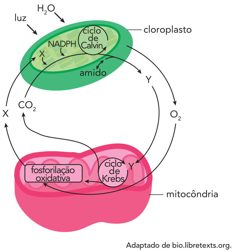 F1 Esquema ilustrando a troca de substâncias entre um cloroplasto e uma mitocôndria. No cloroplasto, a luz e H2O entram nos tilacoides, liberando O2 que vai para a mitocôndria; nos tilacoides também são produzidos NADPH e a molécula X que alimentam o ciclo de Calvin, o qual se relaciona com o amido e libera a molécula Y. A molécula Y segue para a mitocôndria, participando do ciclo de Krebs e da fosforilação oxidativa. O ciclo de Krebs libera CO2, que é enviado ao cloroplasto. Da fosforilação oxidativa parte uma seta indicando a molécula X em direção ao cloroplasto.