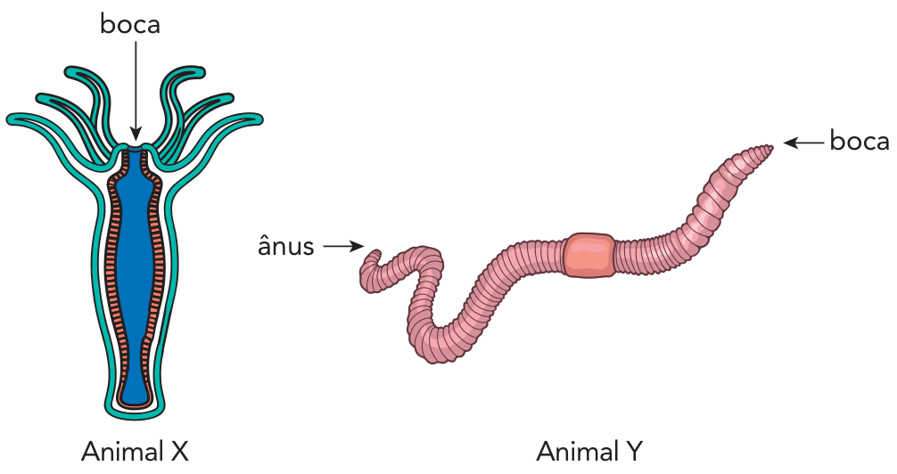 Ilustração comparando dois animais: o Animal X, um cnidário (hidra) com aparelho digestório incompleto mostrando uma cavidade gastrovascular com apenas uma abertura identificada como boca; e o Animal Y, um anelídeo (minhoca) com aparelho digestório completo, com aberturas distintas indicadas como boca e ânus.