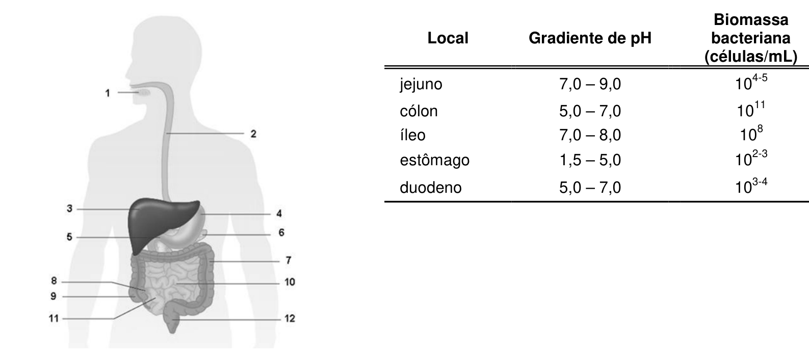 Ilustração anatômica do sistema digestório humano com estruturas numeradas de 1 a 12 (1: cavidade oral; 2: esôfago; 3: fígado; 4: estômago; 5: vesícula biliar; 6: pâncreas/duodeno; 7: cólon/intestino grosso; 8, 9, 10, 11: apêndice, ceco e partes do intestino delgado; 12: reto). Ao lado, tabela com três colunas: Local, Gradiente de pH e Biomassa bacteriana (células/mL). Dados: jejuno (pH 7,0 – 9,0; biomassa 10^(4-5)); cólon (pH 5,0 – 7,0; biomassa 10^11); íleo (pH 7,0 – 8,0; biomassa 10^8); estômago (pH 1,5 – 5,0; biomassa 10^(2-3)); duodeno (pH 5,0 – 7,0; biomassa 10^(3-4)).