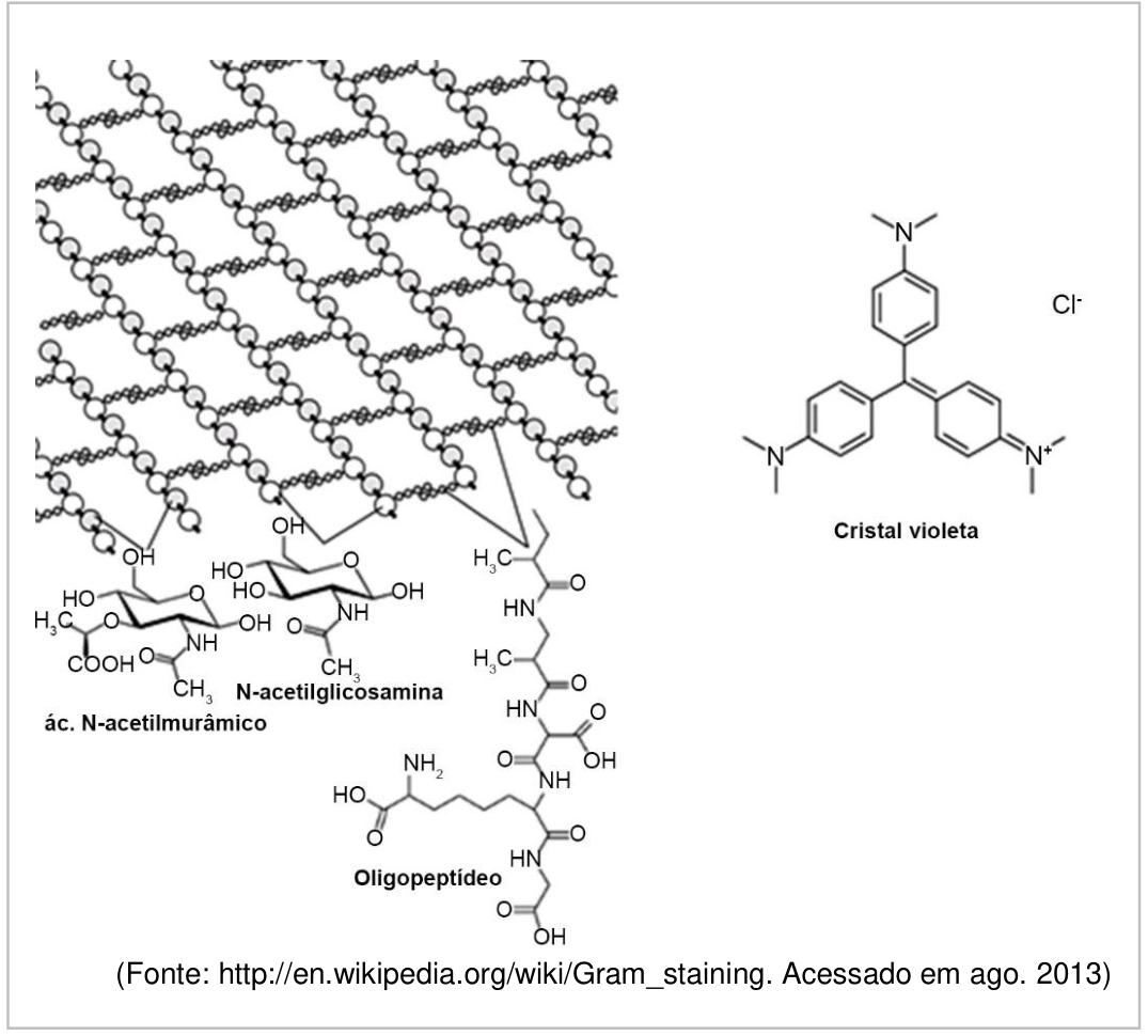 Esquema da rede polimérica do peptideoglicano, com detalhamento das estruturas químicas de ác. N-acetilmurâmico, N-acetilglicosamina e oligopeptídeo. À direita, a estrutura química do cristal violeta com contra-íon Cl⁻.