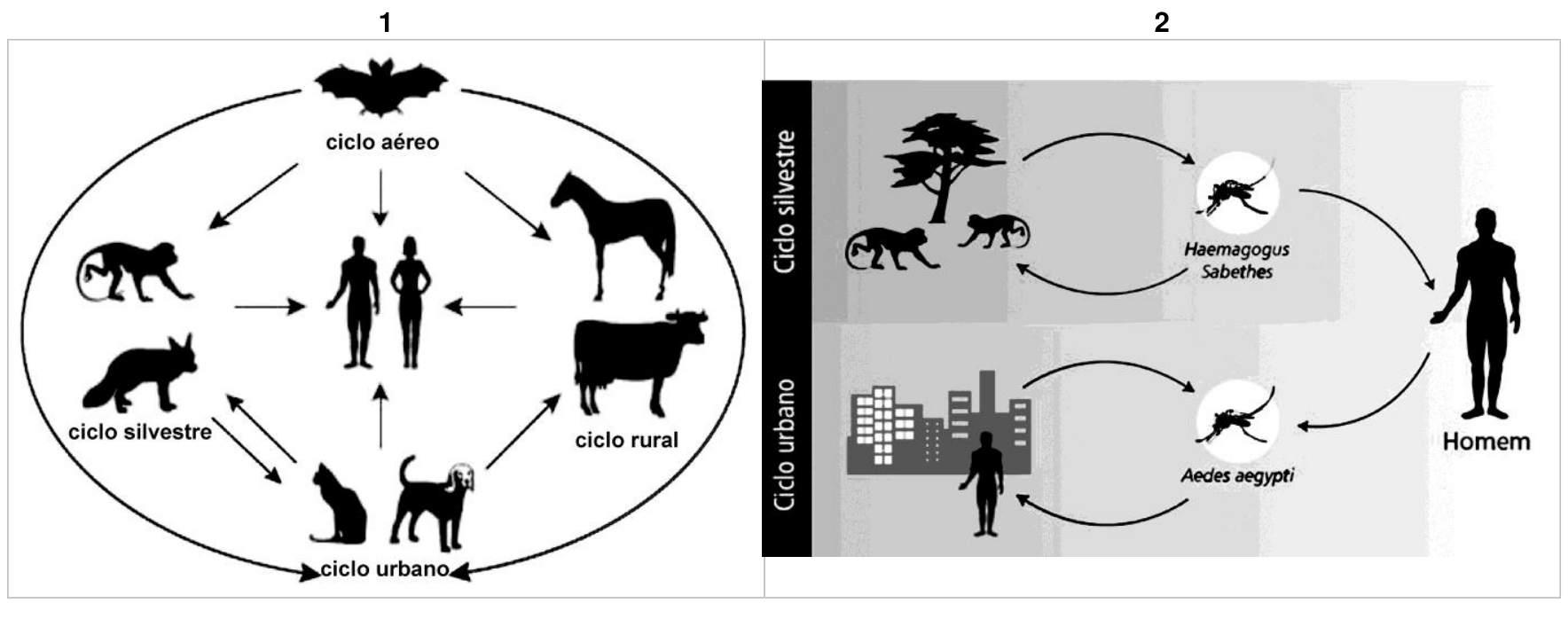 Esquemas dos ciclos epidemiológicos de duas doenças. Na Figura 1: ciclo aéreo (com morcego), ciclo silvestre (macaco e raposa/canídeo silvestre), ciclo urbano (cão e gato) e ciclo rural (cavalo e boi), com setas indicando transmissão entre os ciclos e direcionadas ao homem no centro. Na Figura 2: ciclo silvestre com macacos e mosquitos dos gêneros Haemagogus e Sabethes, e ciclo urbano com humanos na cidade e o mosquito Aedes aegypti; ambos os ciclos podem transmitir para o homem.