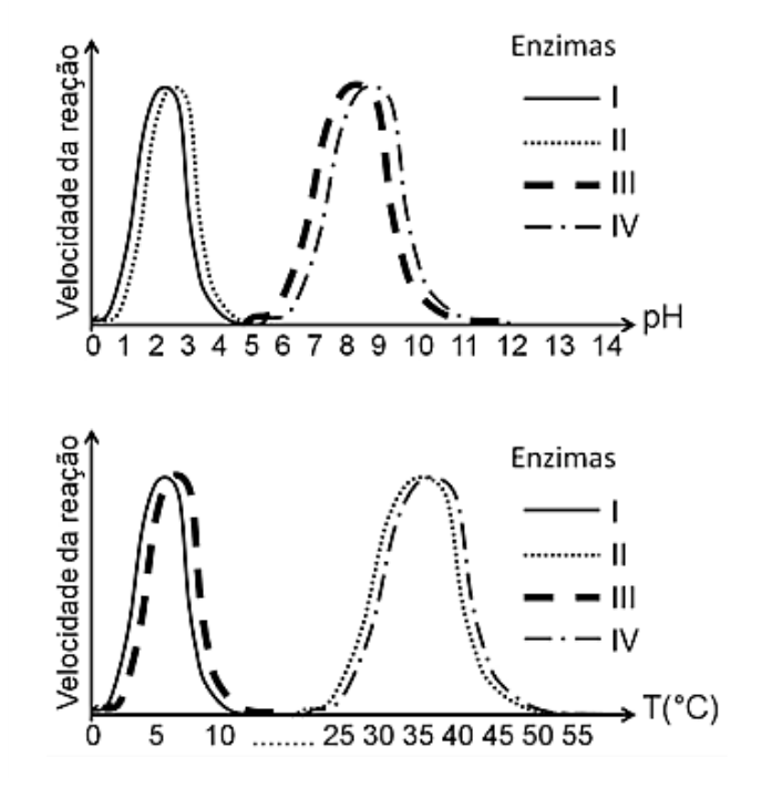 Dois gráficos mostrando a velocidade da reação enzimática em função do pH (gráfico superior, de 0 a 14) e da temperatura em graus Celsius (gráfico inferior, de 0 a 55 °C) para quatro enzimas: I (linha contínua), II (linha pontilhada), III (linha tracejada) e IV (linha traço-ponto). No gráfico superior, I e II apresentam picos de atividade em pH ácido (entre 2 e 3), enquanto III e IV apresentam picos em pH básico (entre 8 e 9). No gráfico inferior, I e III apresentam picos em baixas temperaturas (entre 5 °C e 7 °C), enquanto II e IV apresentam picos em temperaturas mais elevadas (entre 35 °C e 40 °C).