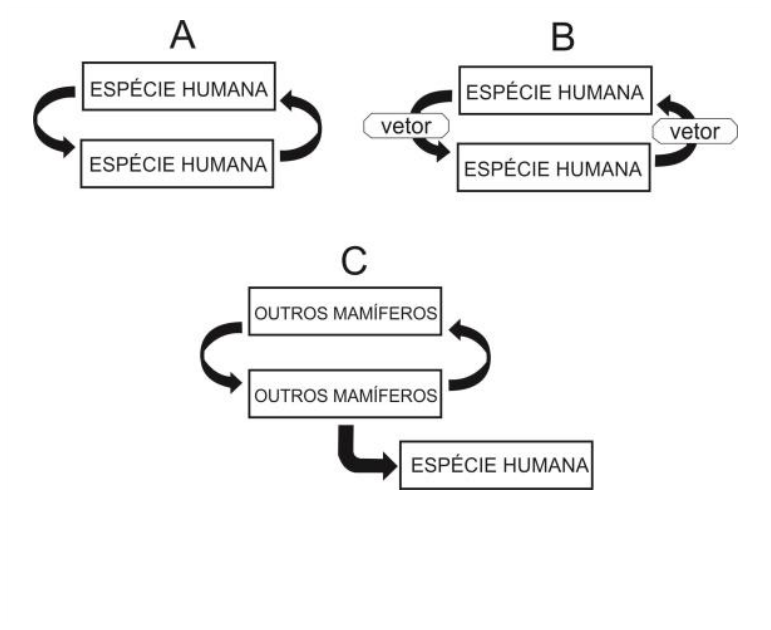 Três esquemas de transmissão: A mostra transmissão direta mútua entre indivíduos da «ESPÉCIE HUMANA»; B mostra transmissão entre indivíduos da «ESPÉCIE HUMANA» intermediada por um «vetor»; C mostra transmissão entre «OUTROS MAMÍFEROS» e destes para a «ESPÉCIE HUMANA».