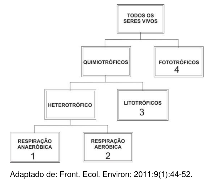 Esquema ramificado que classifica 'TODOS OS SERES VIVOS' em 'QUIMIOTRÓFICOS' e 'FOTOTRÓFICOS' (grupo 4). O grupo 'QUIMIOTRÓFICOS' divide-se em 'HETEROTRÓFICO' e 'LITOTRÓFICOS' (grupo 3). Por sua vez, 'HETEROTRÓFICO' divide-se em 'RESPIRAÇÃO ANAERÓBICA' (grupo 1) e 'RESPIRAÇÃO AERÓBICA' (grupo 2). Abaixo, lê-se: Adaptado de: Front. Ecol. Environ; 2011:9(1):44-52.