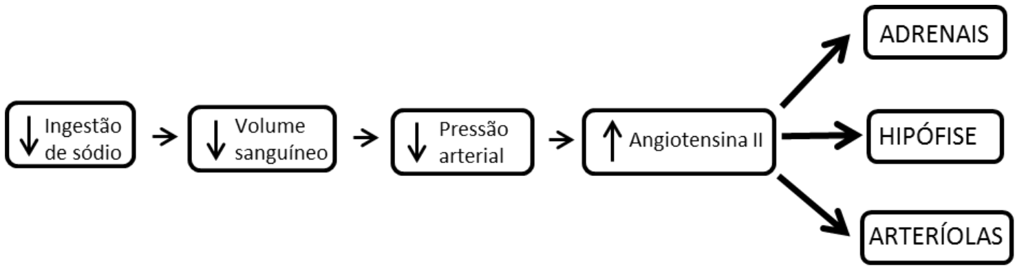 Fluxograma do controle osmorregulatório: Ingestão de sódio (com seta para baixo) leva a Volume sanguíneo (com seta para baixo), que leva a Pressão arterial (com seta para baixo), que leva a Angiotensina II (com seta para cima). Da Angiotensina II saem três setas apontando para: Adrenais, Hipófise e Arteríolas.