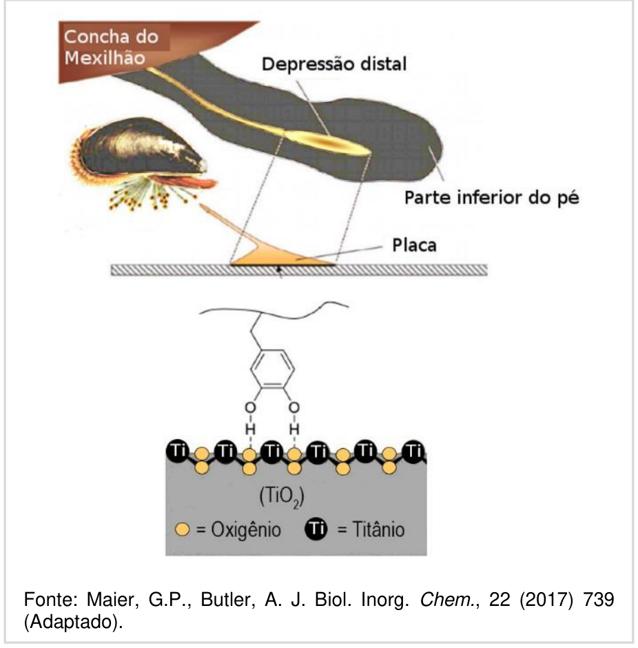 Esquema ilustrando a anatomia do mexilhão com destaque para a concha, depressão distal e a parte inferior do pé secretando uma placa de fixação; abaixo, representação molecular da interação entre os grupos hidroxila do anel aromático do catechol (ligados via O-H···O) e os átomos de oxigênio na superfície de óxido de titânio (TiO2).