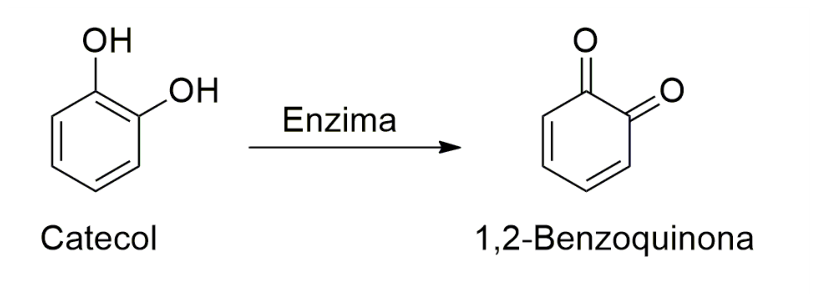 F1 Esquema da conversão enzimática do catecol em 1,2-benzoquinona. À esquerda, a estrutura do catecol (anel benzênico com duas hidroxilas em carbonos adjacentes); uma seta para a direita com o texto 'Enzima' acima indica a reação; à direita, a estrutura da 1,2-benzoquinona (anel de seis membros com duas duplas ligações conjugadas e duas carbonilas adjacentes).
