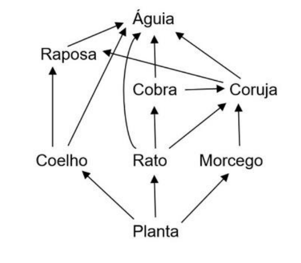 Teia alimentar com os organismos: Planta na base; Coelho, Rato e Morcego como consumidores primários; Cobra, Coruja, Raposa e Águia como consumidores em níveis tróficos superiores interconectados por setas indicando o fluxo de energia