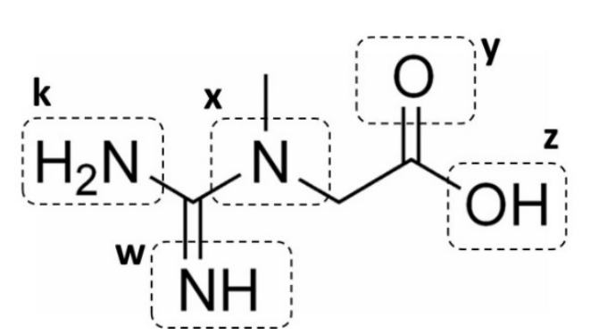Estrutura química da creatina com cinco regiões delimitadas por linhas tracejadas e identificadas por letras: "k" destacando o grupo H2N; "w" destacando o grupo =NH; "x" destacando o átomo de nitrogênio ligado a um grupo metil; "y" destacando o oxigênio da carbonila (=O); e "z" destacando o grupo hidroxila (-OH).