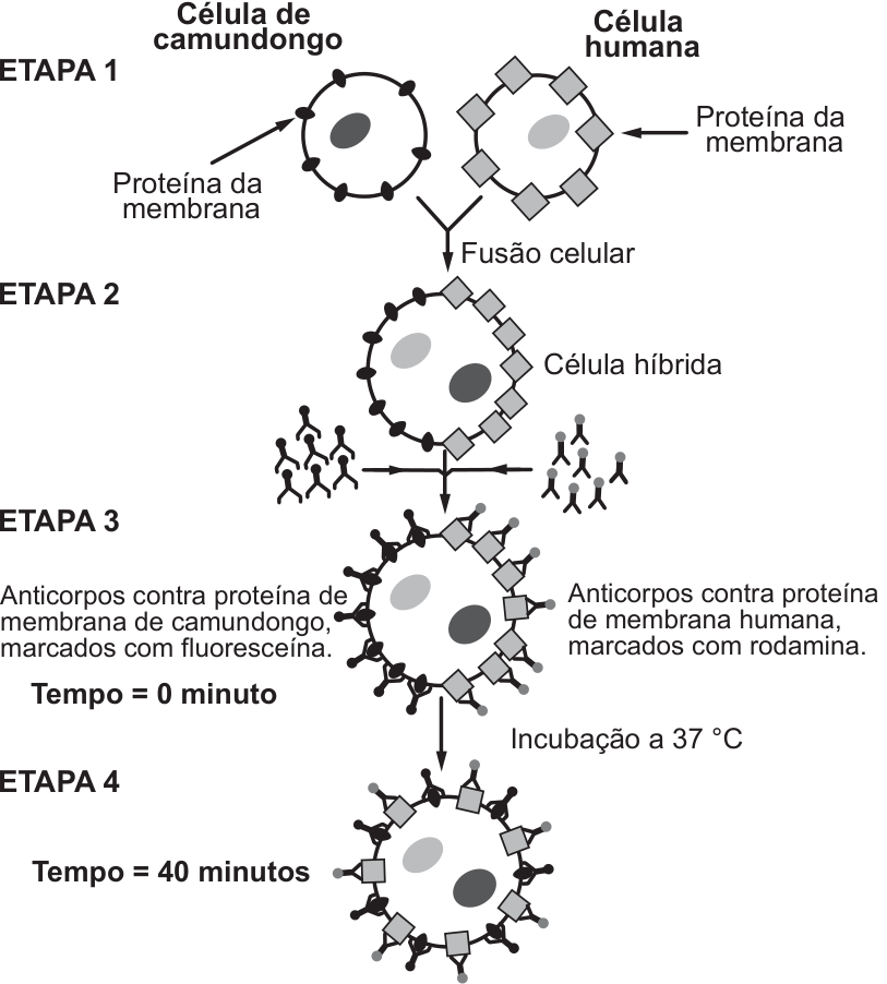 Esquema representando quatro etapas de fusão celular e marcação de proteínas de membrana: Etapa 1 mostra a célula de camundongo e a célula humana com suas respectivas proteínas de membrana; Etapa 2 mostra a fusão celular resultando em uma célula híbrida com as proteínas ainda separadas em cada metade; Etapa 3 (Tempo = 0 minuto) mostra a adição e ligação de anticorpos marcados com fluoresceína às proteínas de camundongo e anticorpos marcados com rodamina às proteínas humanas; Etapa 4 (Tempo = 40 minutos), após incubação a 37 °C, mostra a dispersão homogênea e intercalada de ambos os tipos de proteínas ao redor de toda a membrana da célula híbrida.