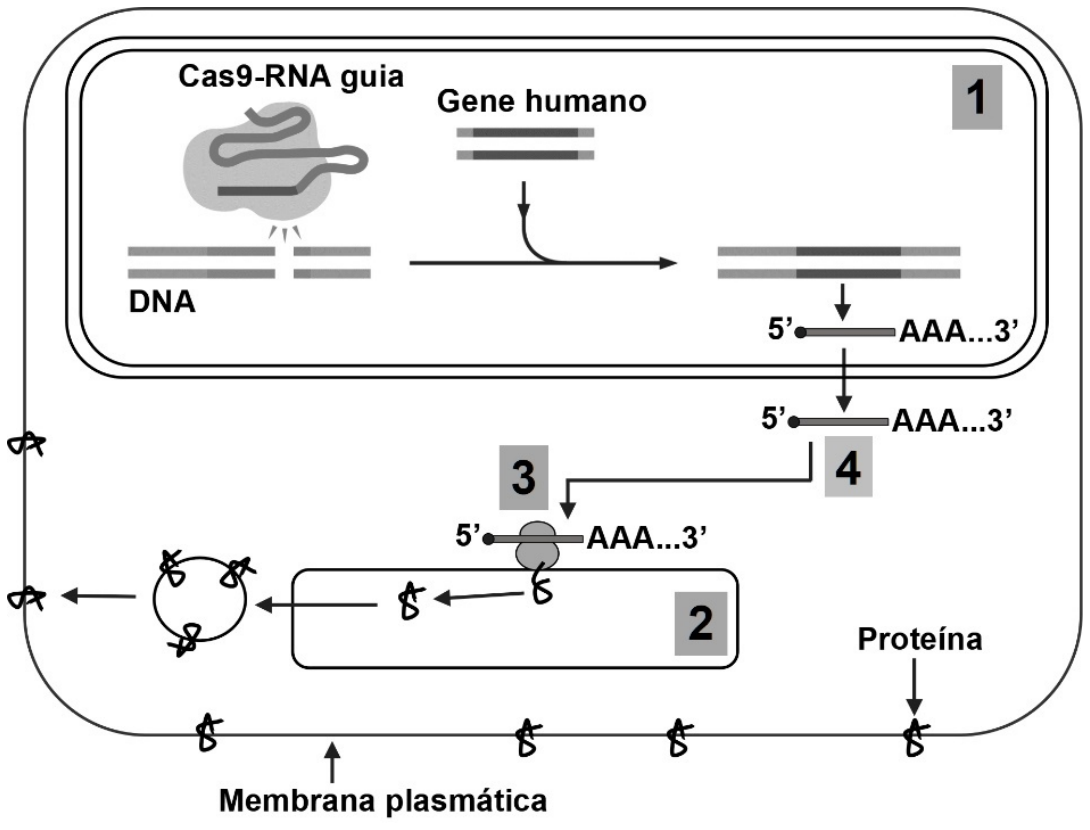 F1 Esquema do fluxo da informação genética em uma célula de porco geneticamente modificada por CRISPR-Cas9