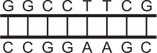 Segmento de DNA com pares de bases G-C, G-C, C-G, C-G, T-A, T-A, C-G, G-C