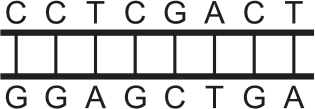Segmento de DNA com pares de bases C-G, C-G, T-A, C-G, G-C, A-T, C-G, T-A