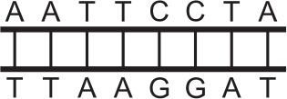 Segmento de DNA com pares de bases A-T, A-T, T-A, T-A, C-G, C-G, T-A, A-T