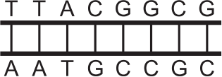 Segmento de DNA com pares de bases T-A, T-A, A-T, C-G, G-C, G-C, C-G, G-C