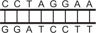 Segmento de DNA com pares de bases C-G, C-G, T-A, A-T, G-C, G-C, A-T, A-T
