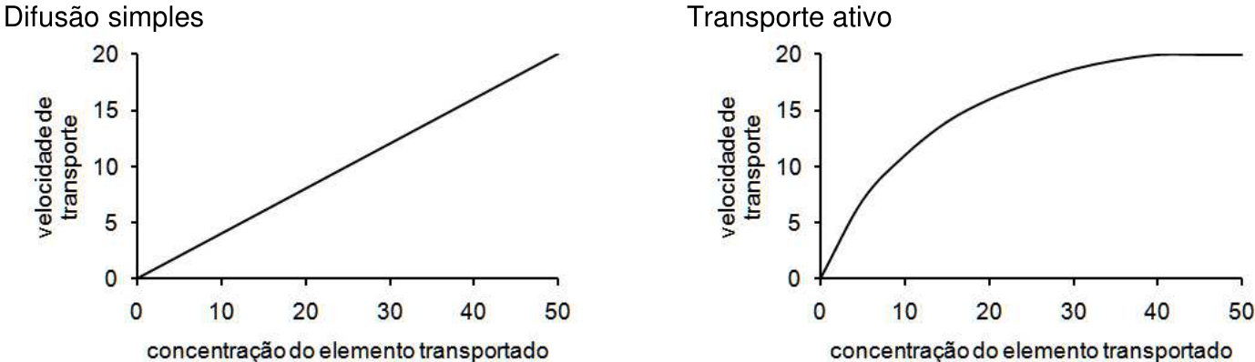 Dois gráficos, intitulados “Difusão simples”, à esquerda, e “Transporte ativo”, à direita. Em ambos, o eixo horizontal é “concentração do elemento transportado”, com valores 0, 10, 20, 30, 40 e 50; o eixo vertical é “velocidade de transporte”, com valores 0, 5, 10, 15 e 20. Na difusão simples, uma reta cresce de (0, 0) a (50, 20). No transporte ativo, uma curva cresce a partir de (0, 0), com inclinação progressivamente menor, e atinge um patamar em 20 próximo da concentração 40, mantendo-se até 50.
