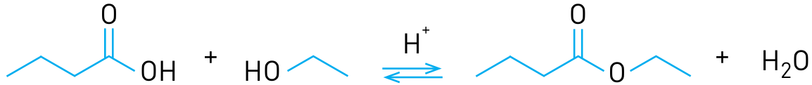 F1 Equação química em equilíbrio mostrando a reação entre o ácido butanoico e o etanol em meio ácido (H⁺), formando butanoato de etila e água (H₂O)