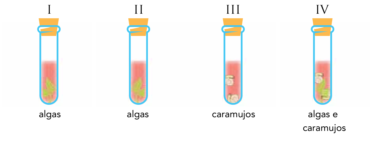 F1 Quatro tubos de ensaio vedados, identificados como I, II, III e IV, contendo solução vermelha. Os tubos I e II contêm algas; o tubo III contém caramujos; o tubo IV contém algas e caramujos. Abaixo dos tubos aparecem, respectivamente, os rótulos “algas”, “algas”, “caramujos” e “algas e caramujos”.