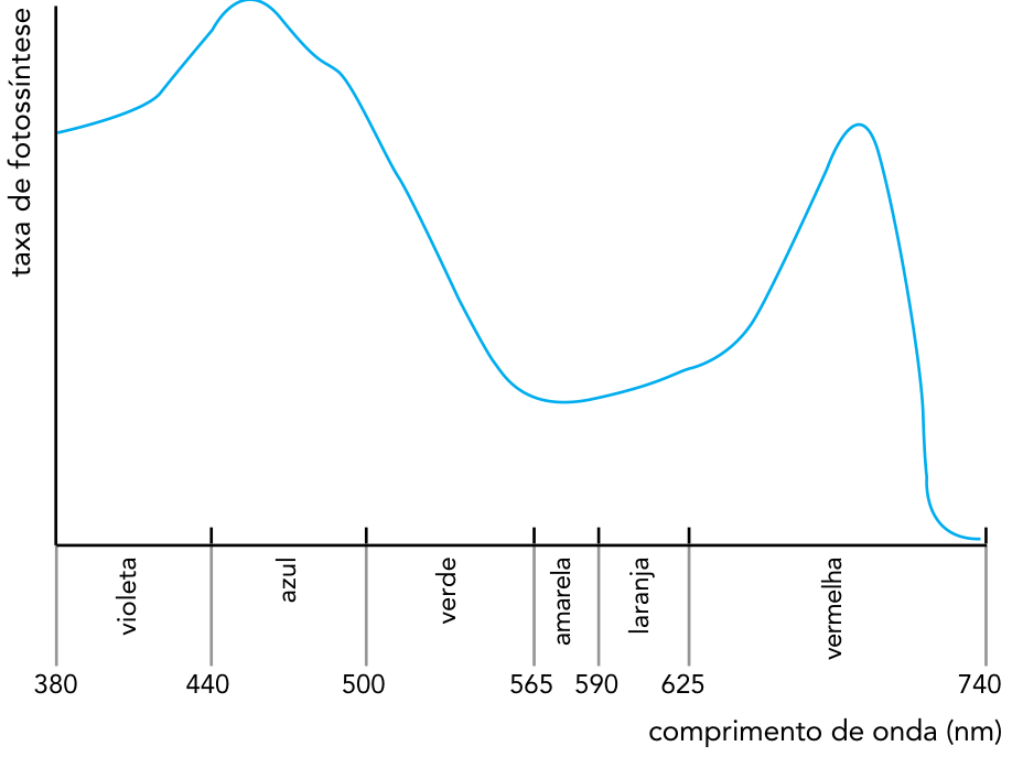 F3 Gráfico de curva com eixo vertical “taxa de fotossíntese”, sem valores numéricos, e eixo horizontal “comprimento de onda (nm)”, marcado em 380, 440, 500, 565, 590, 625 e 740. As faixas do eixo horizontal estão identificadas como violeta, de 380 a 440; azul, de 440 a 500; verde, de 500 a 565; amarela, de 565 a 590; laranja, de 590 a 625; e vermelha, de 625 a 740. A curva apresenta seu maior pico na faixa azul, diminui até um mínimo na faixa amarela, volta a subir até um segundo pico na faixa vermelha e cai para próximo de zero em 740 nm.