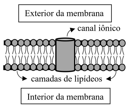 F1 Esquema da membrana mostrando as camadas de lipídeos e um canal iônico cilíndrico que a atravessa, separando o exterior da membrana do interior da membrana.