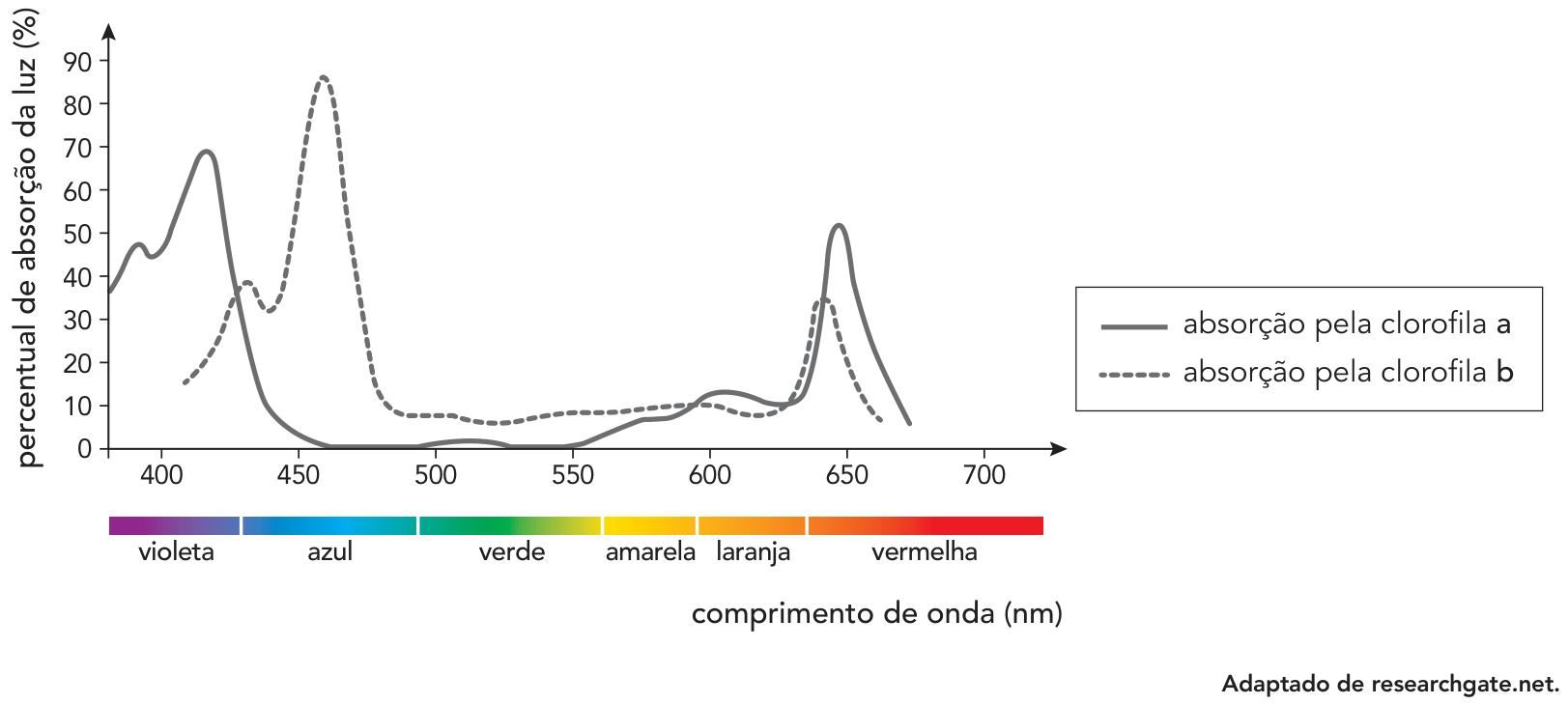 Gráfico de linha mostrando o percentual de absorção da luz em função do comprimento de onda (nm) pelas clorofilas a e b, com barra de cores do espectro visível (violeta, azul, verde, amarela, laranja e vermelha)