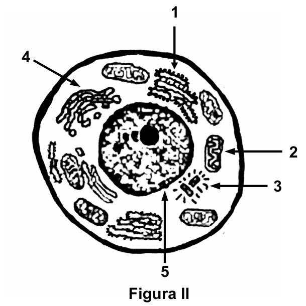Figura II: Esquema de uma célula eucarionte animal com organelas e estruturas celulares numeradas de 1 a 5: 1 aponta para o retículo endoplasmático rugoso, 2 para a mitocôndria, 3 para o centríolo, 4 para o complexo golgiense e 5 para o núcleo celular.